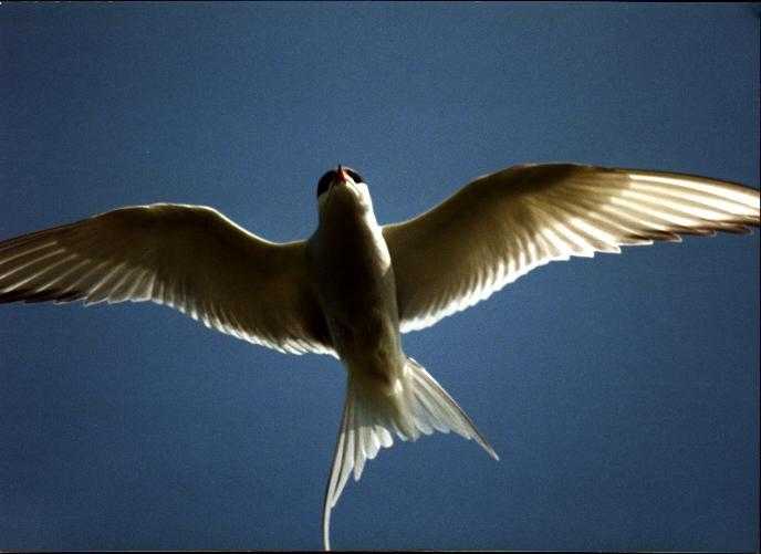 Arctic Tern