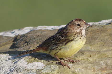 Chestnut Bunting