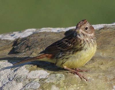 Chestnut Bunting