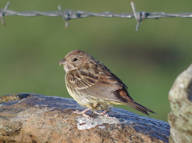 Chestnut Bunting