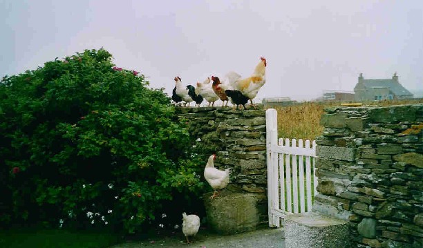 Free range egg producers at Daybreak