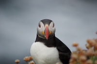 Puffin