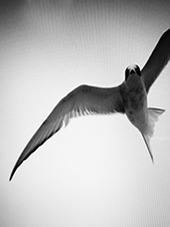 Tern