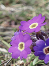 Primula Scottica