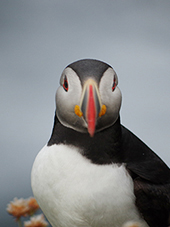 Puffin